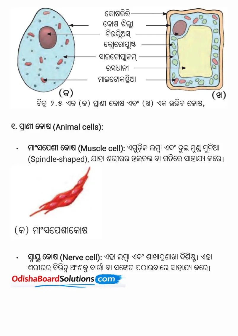 Odisha Board Class 8 Science Chapter 2 Notes